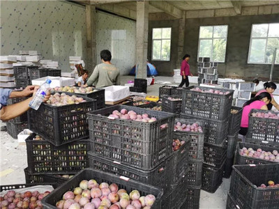 新羅區(qū)最大芙蓉李收購(gòu)集散中心 扶農(nóng)助農(nóng)打造產(chǎn)供銷一站式服務(wù)，助力農(nóng)副產(chǎn)品銷售騰飛